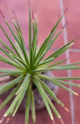 Agave Stricta Nana
