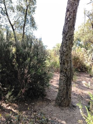 Terreno en venta en Sant Celoni