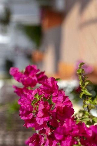 Piso en venta en Nueva Andalucía centro en Marbella