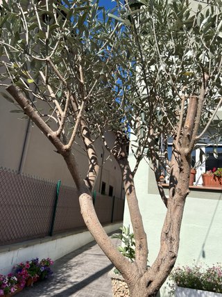 Olivo en maceta grande 2m