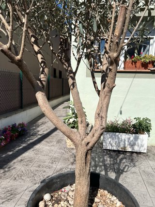 Olivo en maceta grande 2m