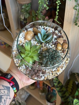 Terrario cristal suculentas y cactus Sevilla