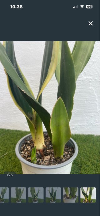 Planta Sansevieria Variegada