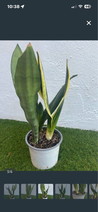 Planta Sansevieria Variegada