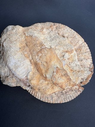 Lote Fósiles Marinos