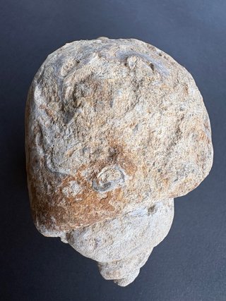 Lote Fósiles Marinos