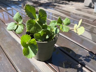 Planta de fresas en maceta ideal huerto