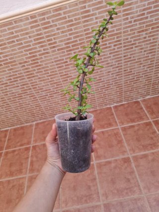 Portulacaria Afra Hoja Pequeña