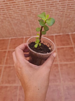 Portulacaria Afra pequeña