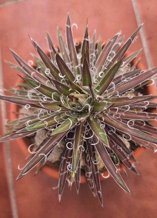 Agave filifera Leopoldii