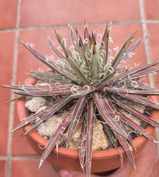 Agave filifera Leopoldii