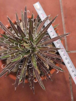 Agave filifera Leopoldii