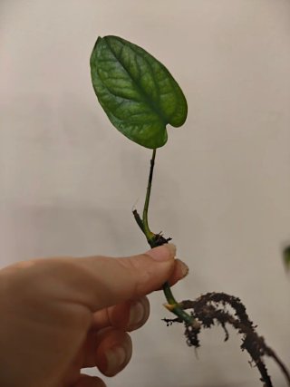 Plantas para Maite