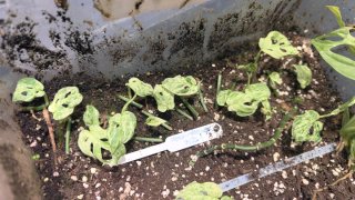 Plantas para Maite