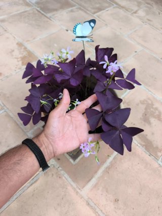 Oxalis Purpúra