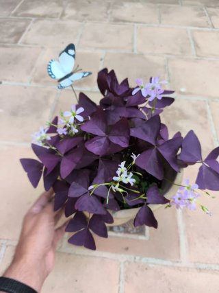 Oxalis Purpúra