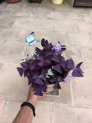 Oxalis Purpúra
