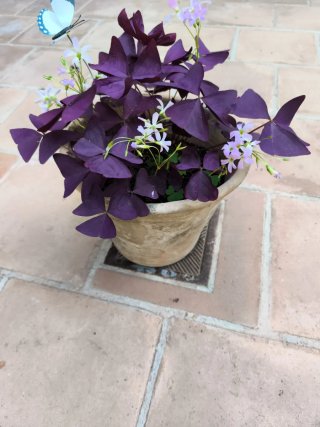 Oxalis Purpúra