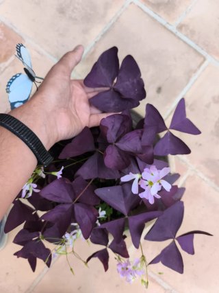 Oxalis Purpúra