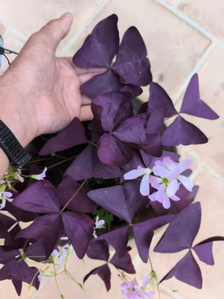 Oxalis Purpúra