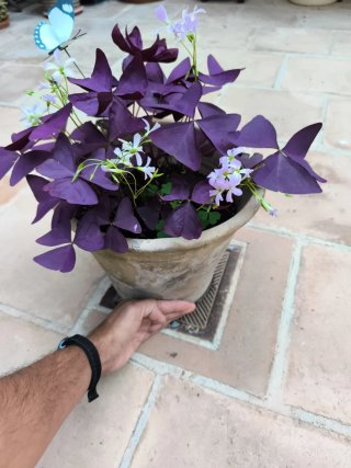 Oxalis Purpúra