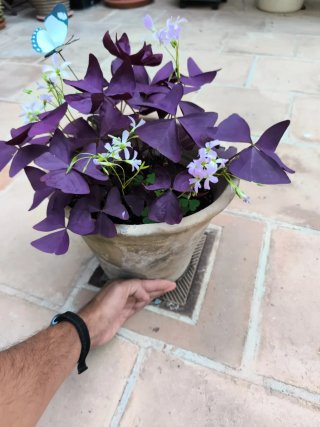 Oxalis Purpúra