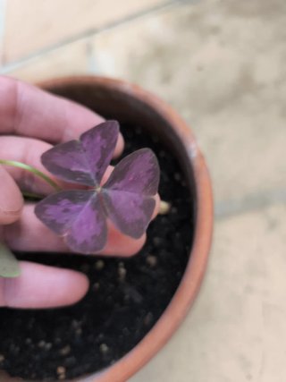 Oxalis Janne