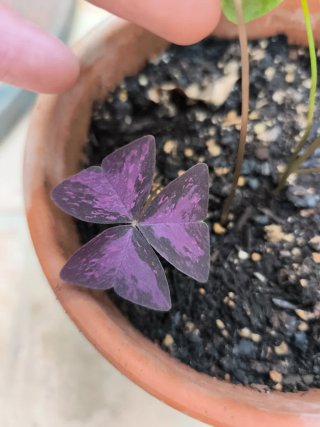 Oxalis Janne