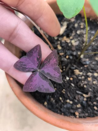 Oxalis Janne