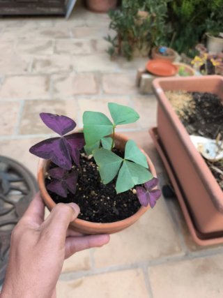 Oxalis Janne