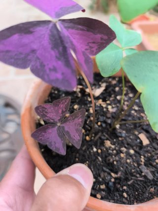 Oxalis Janne