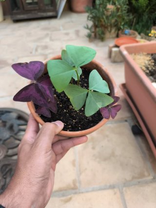 Oxalis Janne