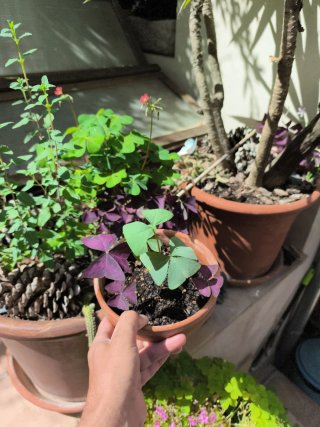 Oxalis Janne