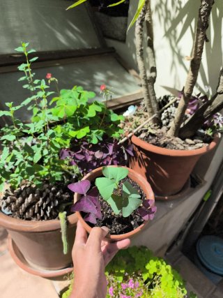 Oxalis Janne