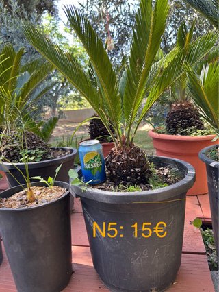 Cica Cycas revoluta - Palmera Real