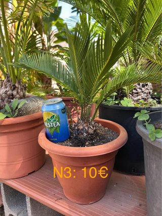 Cica Cycas revoluta - Palmera Real