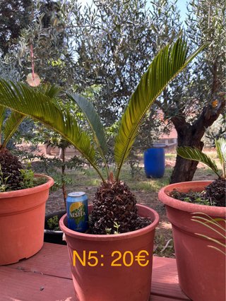 Cica Cycas revoluta - Palmera Real