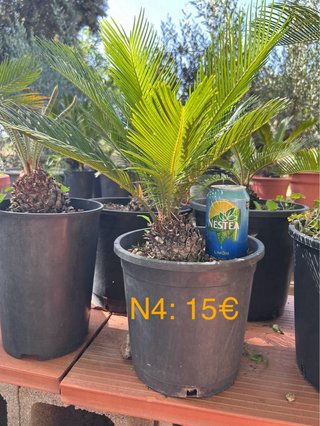 Cica Cycas revoluta - Palmera Real