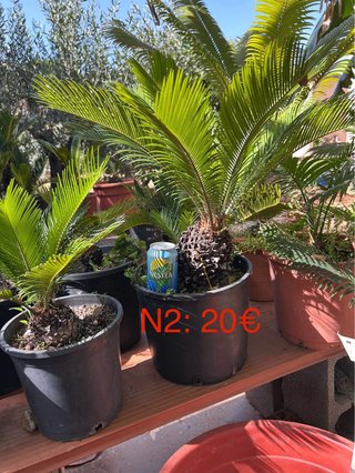 Cyca revoluta - Palmera Cica