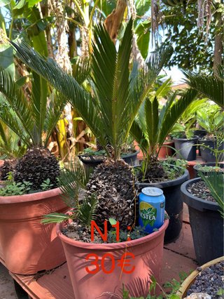 Cyca revoluta - Palmera Cica
