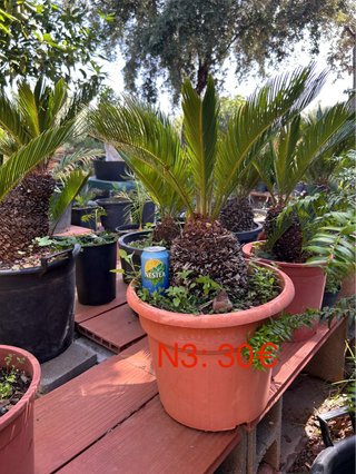 Cyca revoluta - Palmera Cica