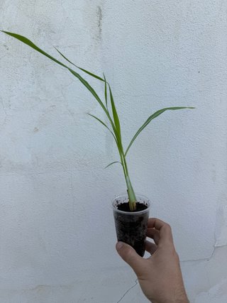 Cambio: lemongrass - Hierba limón enraizada
