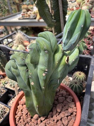 Talea radicata cactus Myrtillocactus