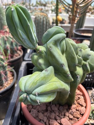 Talea radicata cactus Myrtillocactus