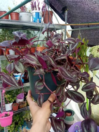 Tradescantia zebrina colgante.
