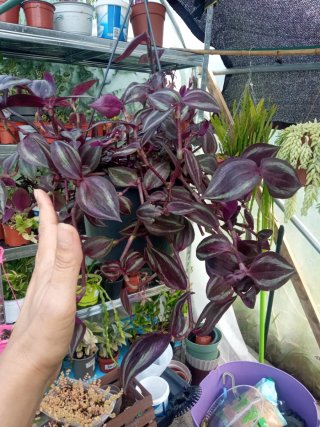 Tradescantia zebrina colgante.