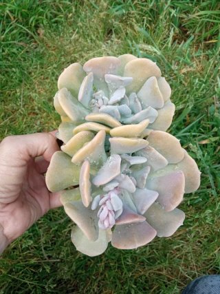 Echeveria Cubic Frost Suculenta