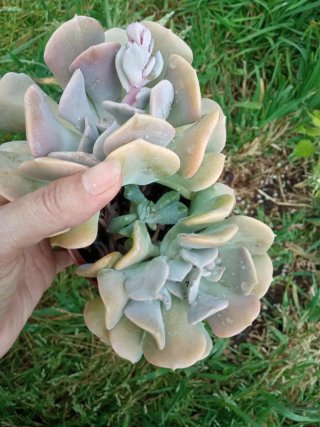 Echeveria Cubic Frost Suculenta