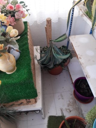 LIQUIDACION DE TODAS MIS PLANTAS