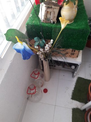 LIQUIDACION DE TODAS MIS PLANTAS